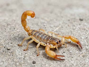 Macro clean biological photo of a yellow scorpion on a dry concrete surface, clinical lighting.