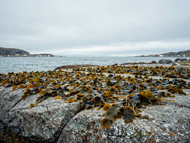 Wild Ascophyllum Nodosum seaweed drying on rocks by a pristine Norwegian fjord, cold northern daylight, desaturated sea green tones, wide angle, editorial framing.