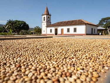 Close-up of coffee beans drying in the sun at a traditional Yauco plantation, bright natural daylight, rich realistic colors