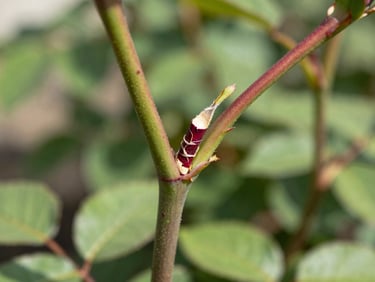 Macro shot of a clean grafting cut on a robust rose stem, professional nursery setting, bright natural Florida daylight, sharp focus on botanical detail