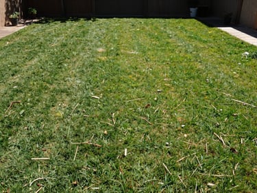 Wide-angle documentary shot of a pristine, raked grassy backyard plot under direct Texas sunlight, completely cleared of debris.