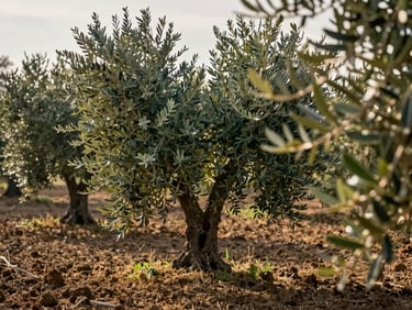 Sun-drenched olive grove in Tuscany, morning dew on leaves, rich soil below, shallow depth of field, 35mm