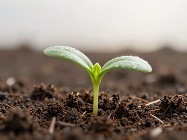 Macro close-up of a green seedling growing out of rich, dark soil, soft diffused morning light, clean background.