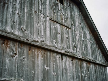 Extreme close-up of weathered vertical wood siding on a Maryland tobacco barn, showing deep grain, silver-gray texture, and hand-forged iron nails, soft overcast light