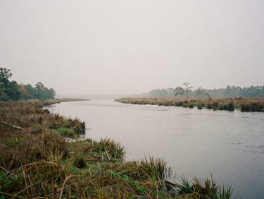 Wide angle 35mm photograph of a quiet marshy river shoreline in Southern Maryland, soft overcast morning mist, desaturated earth tones.