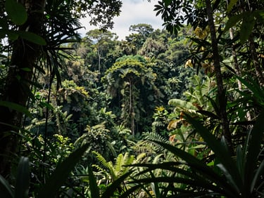 Lush green landscape of the Amboró National Park in Santa Cruz, dramatic deep jungle canopy under bright tropical sunlight.