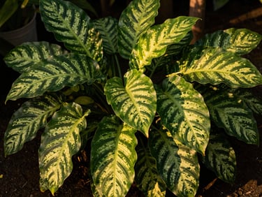 Lush green calathea leaves with striking patterns growing densely in a shaded nursery bed.