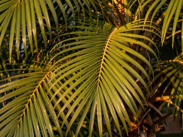Close-up of vibrant green palm fronds dappled in warm golden sunlight, shallow depth of field