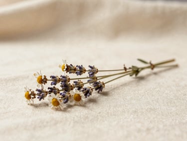 A single dried botanical sprig — chamomile or lavender — resting on warm cream linen, soft diffused morning light, minimal and still