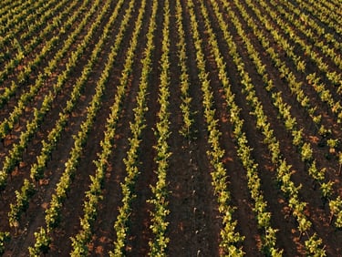 Aerial photography of an elegant vineyard in Seville, neat rows of vines, warm morning light, crisp composition