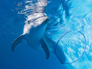 Clearwater Marine aquarium Winter the dolphin
