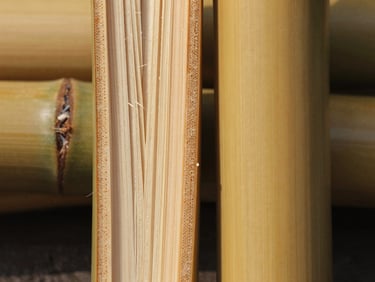 Macro shot of split bamboo cross-section, fibrous interior and smooth outer skin side by side, natural daylight from one side revealing layered structure