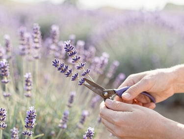 Hands gently harvesting vibrant purple lavender stems with rustic shears, sun-drenched field in the background, soft morning light