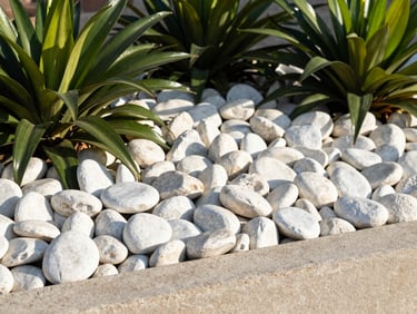 Clean white river rock landscaping bed with dark green tropical plants, sharp concrete border, bright morning light, 35mm
