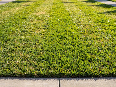 Bright crisp photography of a perfectly striped green lawn in Palm Coast, concrete edging, morning sunlight, sharp focus, 35mm