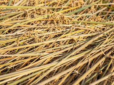 Close-up of dense, textured golden-brown urea-treated paddy straw feed, detailed fibers, bright morning sun, 35mm photography