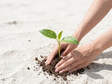 Hands planting a young green sapling in light sandy soil, soft natural daylight, clean minimalist composition