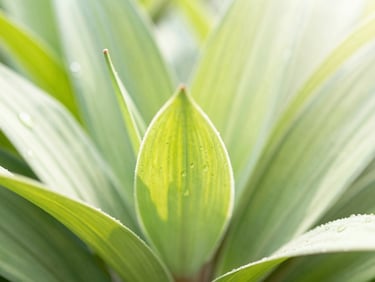 Close-up of vibrant native Florida leaves with dew drops, bright morning sun, fresh green tones, shallow depth of field