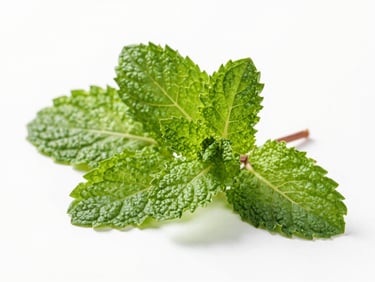 Close-up of dried mint and moringa leaves showing rich green veins and textures, clean minimalist background, soft shadows