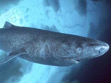requin groeland