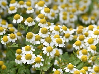 Feverfew – Nature’s Aspirin for Fevers and Migraines