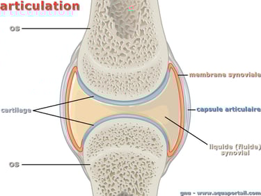anatomie articulation