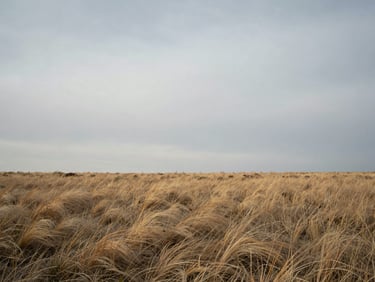 Wide panoramic shot of a sparse prairie landscape under an overcast, soft grey sky, low horizon, dry grass swaying gently.