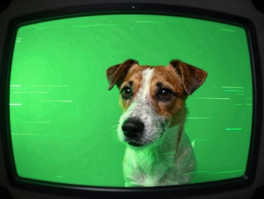 Extreme close-up fisheye shot of a hyperactive Jack Russell Terrier looking into a glowing neon green computer monitor, harsh direct flash, lo-fi digital glitch texture.