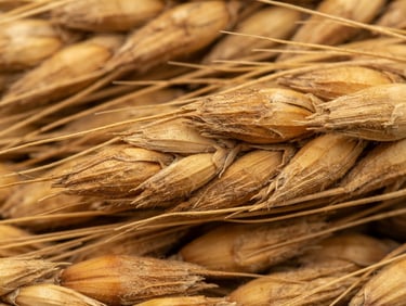 Macro close-up of golden hulled barley grain textures, bright natural daylight, rich earth tones, sharp focus, technical agricultural photography