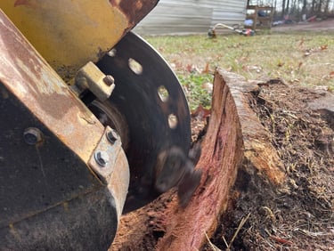 Mid-way through the cherry tree stump.