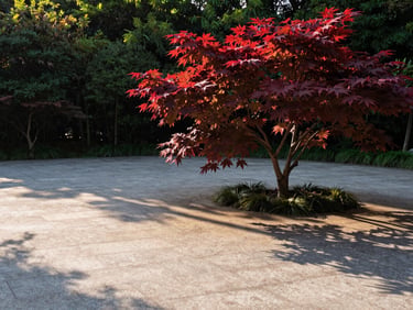 A mature Japanese maple with deep red leaves casting architectural shadows on a light limestone patio, shot during crisp morning golden hour.