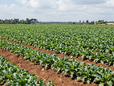Wide environmental shot of a modern Ugandan commercial farm with lush green crops stretching to the horizon under bright equatorial daylight, sharp focus, 35mm lens