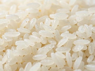 Detailed shot of steamed rice grains, slightly translucent and firm, ready for packaging, bright natural daylight, high detail, 35mm