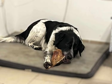 chien mangeant friandise Mr Dog's