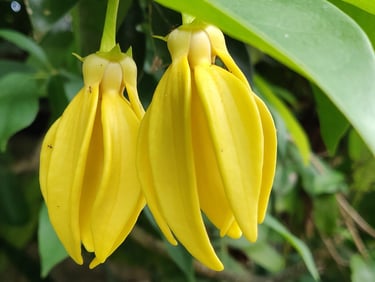 Climbing Ylang-Ylang