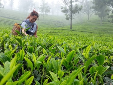 Tea leaf Plucking at Mankulam .jpg