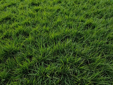 Top-down shot of wide-leaf São Carlos grass, rich dark green texture, soft natural lighting