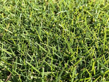 Macro photography of dense green Esmeralda grass turf, uniform texture, bright morning light