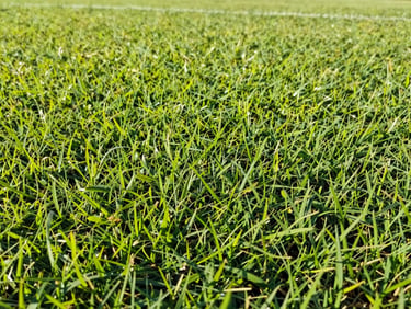 Low-angle shot of resilient Bermudas grass on a sports field, vibrant green, sharp details