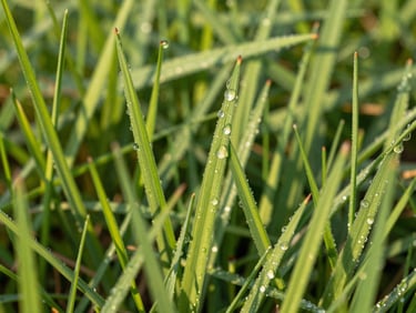 Low-angle close-up of vibrant green grass blades covered in morning dew, sharp details, shallow depth of field, 35mm