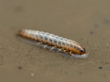 Macro photography of a Syrphidae larva with its long respiratory tube in shallow murky water, high detail