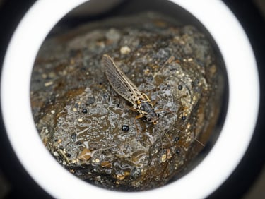 Macro photography of an Ephemeroptera nymph clinging to a wet river stone, crisp laboratory ring light, high detail