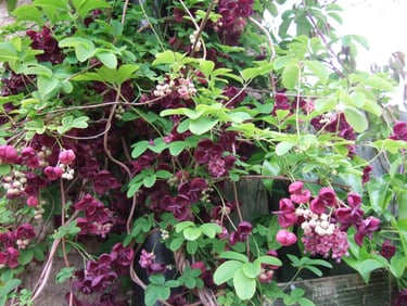 plante grimpante originale - Akebia kinata
