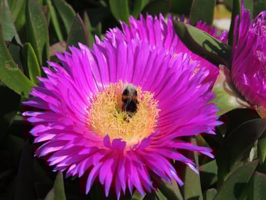 Fleur de Griffe de sorcière - une plante très solide et très florifère mais qui doit être maitrisée 