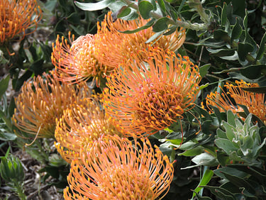 Leucospermum cordifolium - graphisme des fleurs et du feuillage
