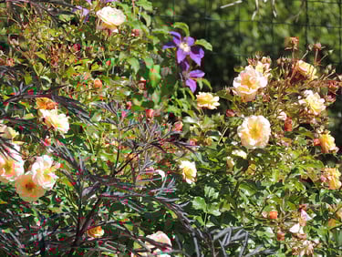 Allauch - Association rosier abricot + clématite + sureau pourpre
