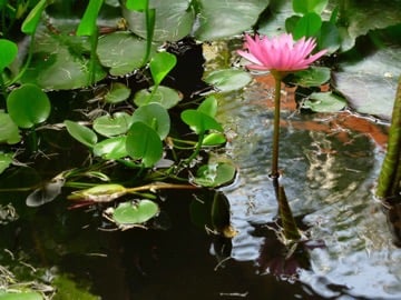PNL Systemique Formation Luc Rambaldi Cambodge Lotus 2007