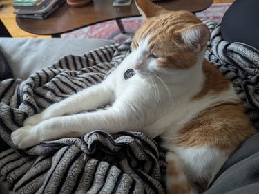 sleep kitty cat snuggled on the couch with their pet sitter