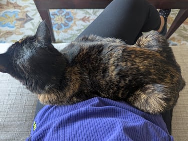 cat loves to snuggle on their pet sitters lap