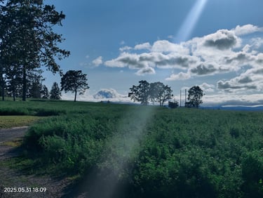 a field with a sun shining through the clouds overlooking Mt Hood